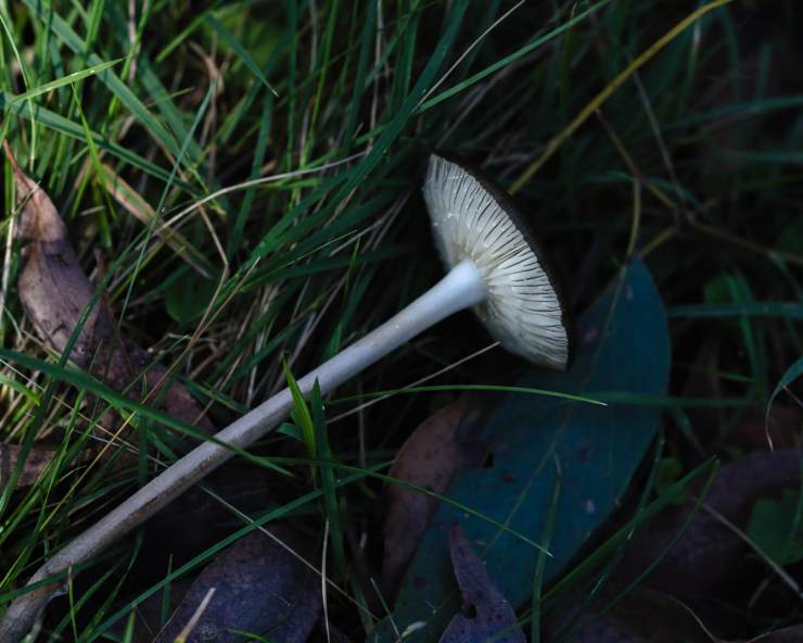, Photographie de champignons avec le Hobolite Micro